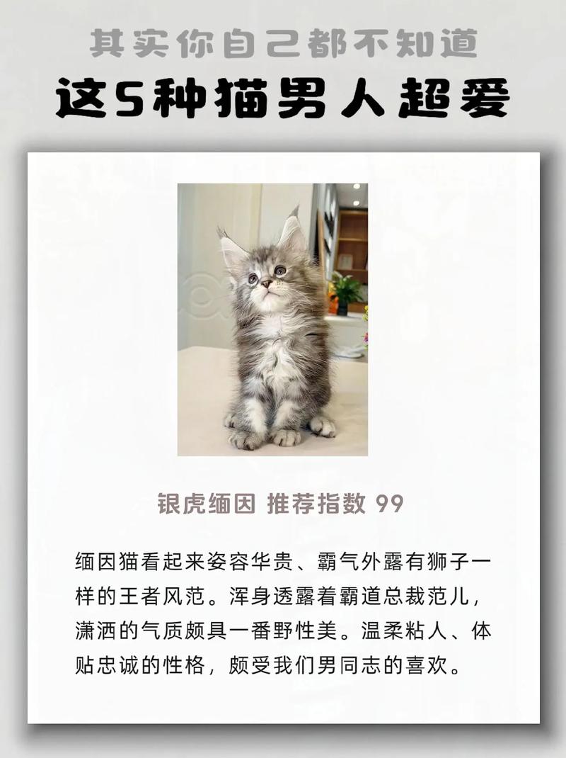 女生叫你猫猫是什么意思?