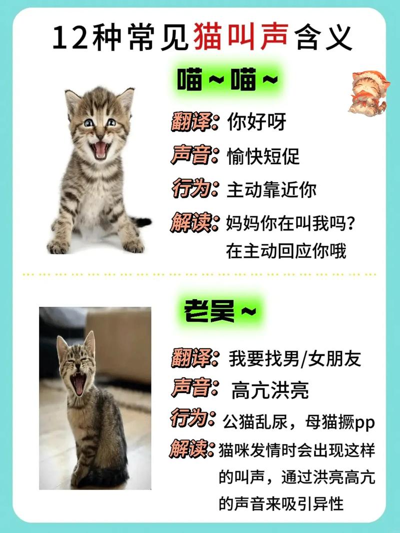 四川方言猫猫是什么意思