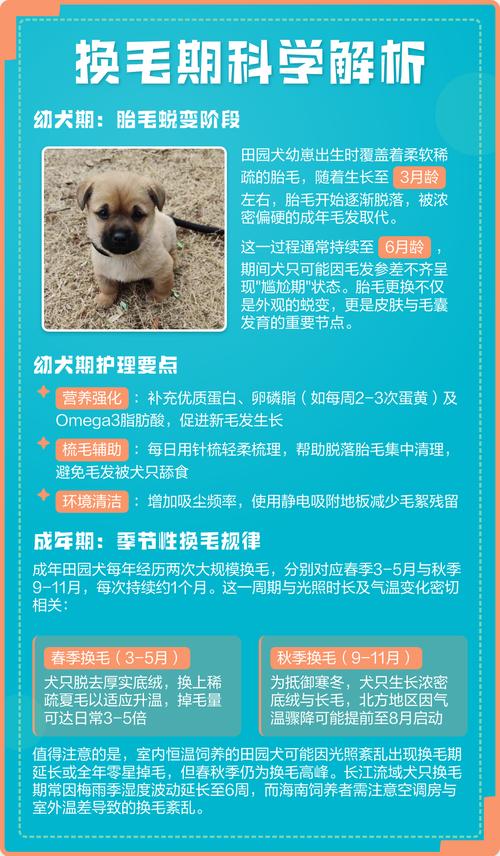 狗狗多大开始掉毛?