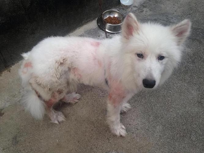 狗狗博美犬从什么时候开始掉毛?什么时候褪完胎毛