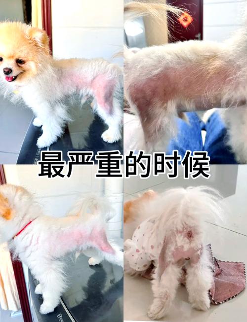 小心了,狗狗狂掉毛就在这几个月!