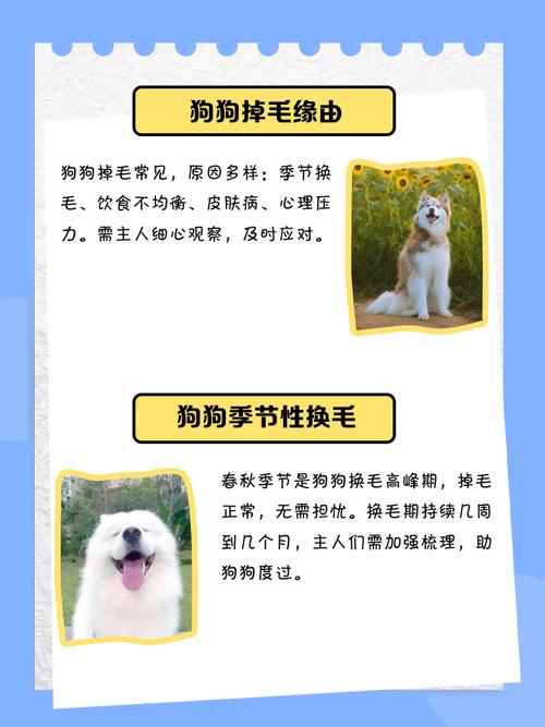 小土狗几个月开始换毛?