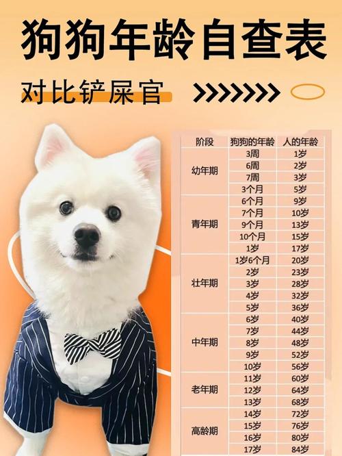 狗狗最新年龄换算表来了!看完,请好好珍惜它!