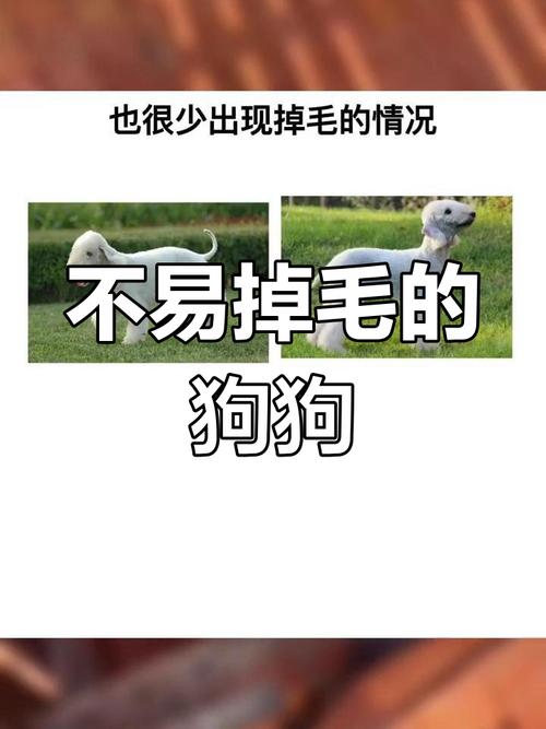 比熊毛量少毛软怎么办