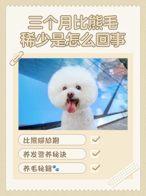 泰迪狗狗4个月毛很少怎么办?