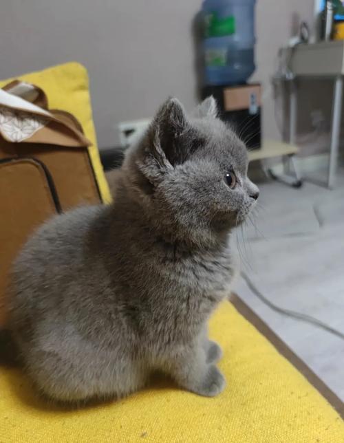 蓝猫要不要关笼子