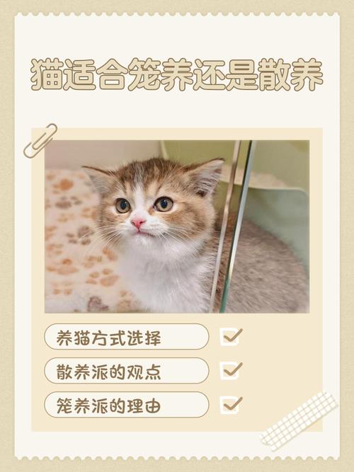 上班族猫咪白天笼养晚上散养