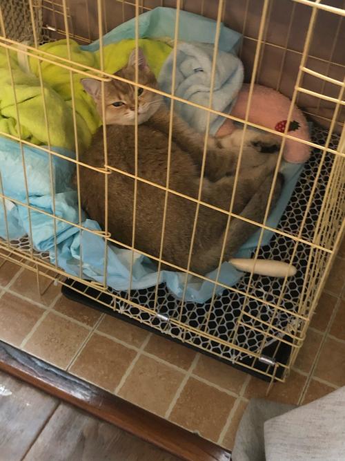 猫咪长期被关笼子的危害