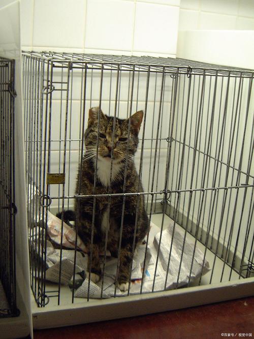 猫可以关在笼子里养吗