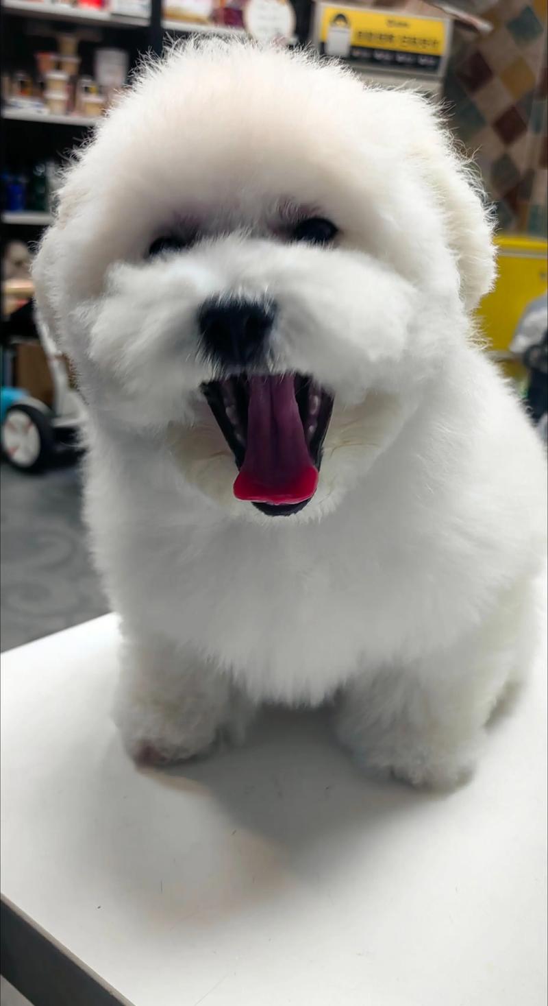 为什么狗狗不宜吃棉花糖?