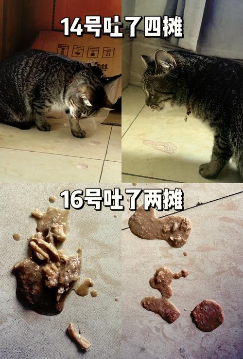 小猫吃塑料袋怎么办?