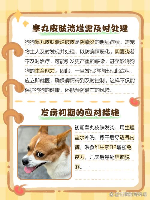 狗狗蛋蛋红肿用红霉素软膏可以吗