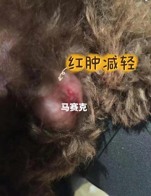 狗狗可以用红霉素软膏吗