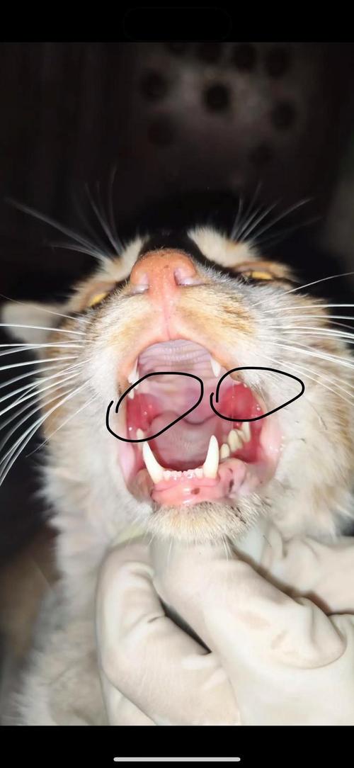 猫咪杯状病毒吃什么药