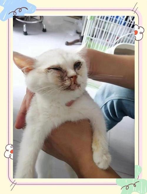 猫咪杯状病毒怎么治疗