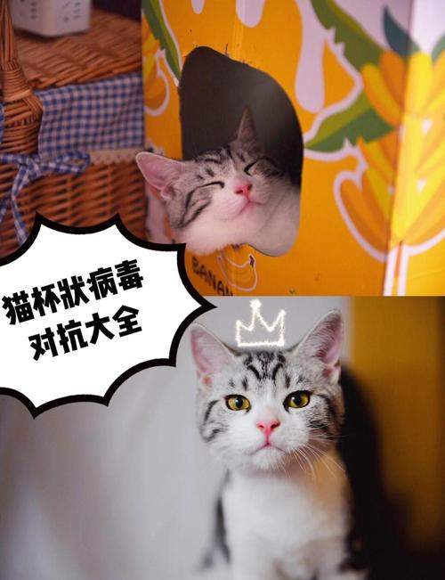 猫咪杯状病毒吃什么可以治好