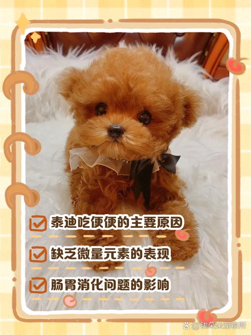 泰迪犬吃自己拉的屎