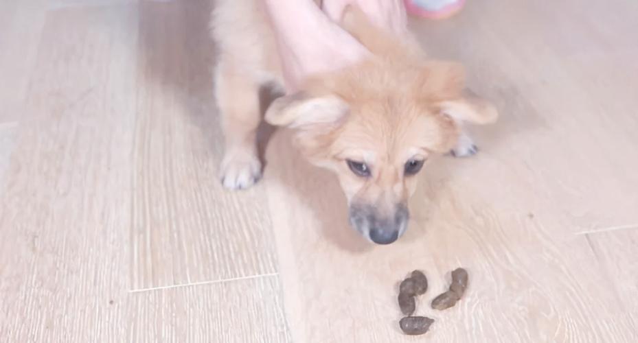 狗吃自己的大便有事吗?