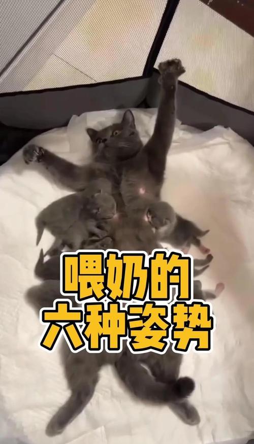 小猫一天要喂几次奶?