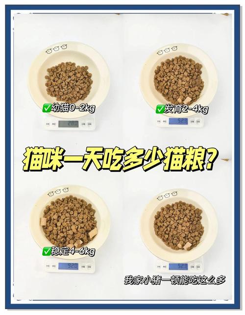 猫一天要喂几次猫粮?