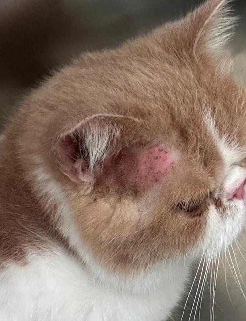 猫咪也会对食物过敏吗?