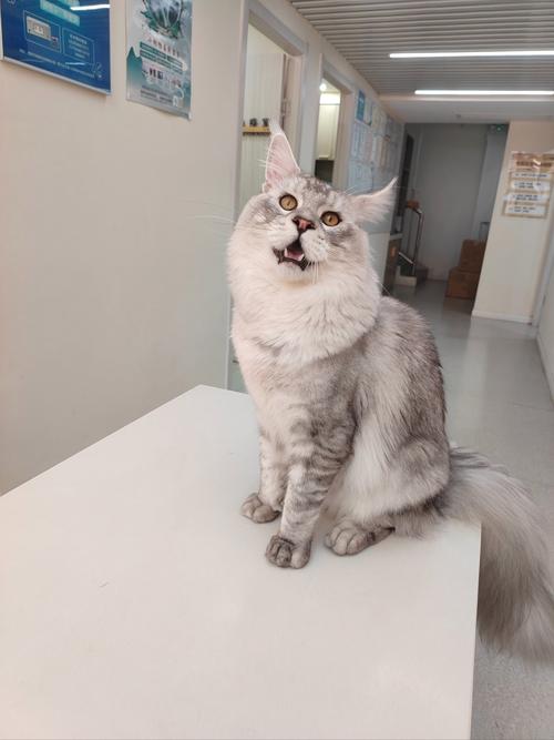 猫咪的脐疝手术多大可以做(猫咪脐疝可以自愈吗)