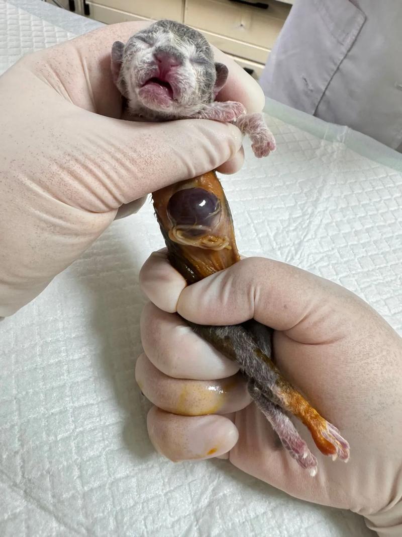 猫肚子长了个肚脐疝,像这样的能不能自愈,治疗大概需要多少钱?