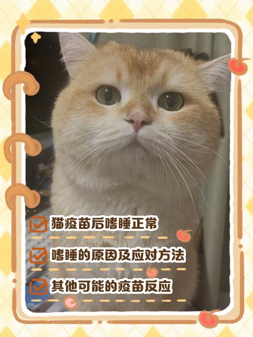打了一针疫苗后猫一直睡觉正常吗?