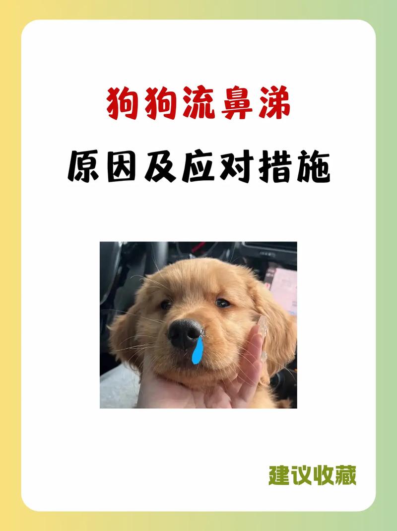 狗狗流鼻涕是怎么回事
