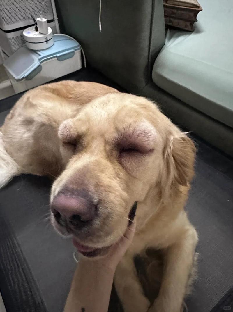 狗狗打喷嚏流鼻涕但是精神很好