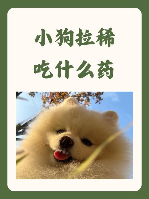 狗狗拉稀可以喝白粥吗