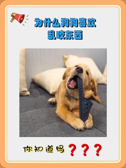 狗狗多大开始不乱扒乱咬东西