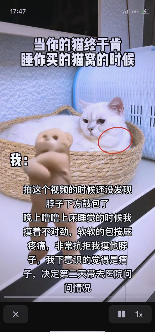 猫咪脖子里游动的肉球是怎么回事