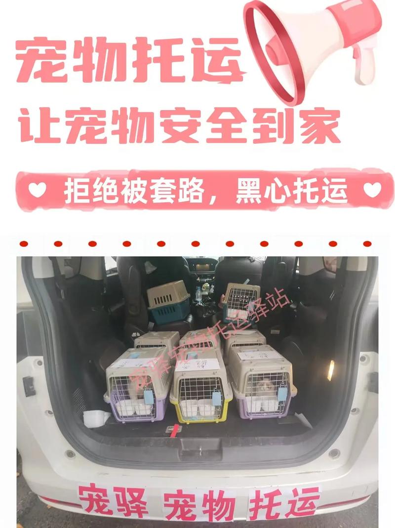 顺丰快递邮寄猫咪多少钱