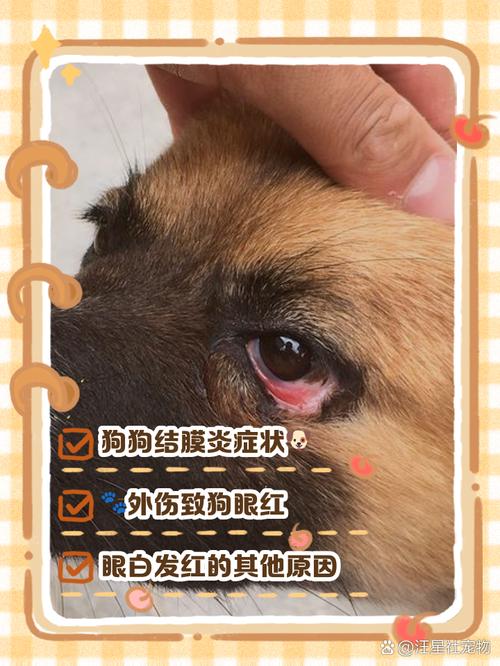 狗眼白发红充血怎么回事