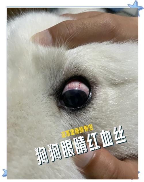小狗狗白眼球红了是为什么呢