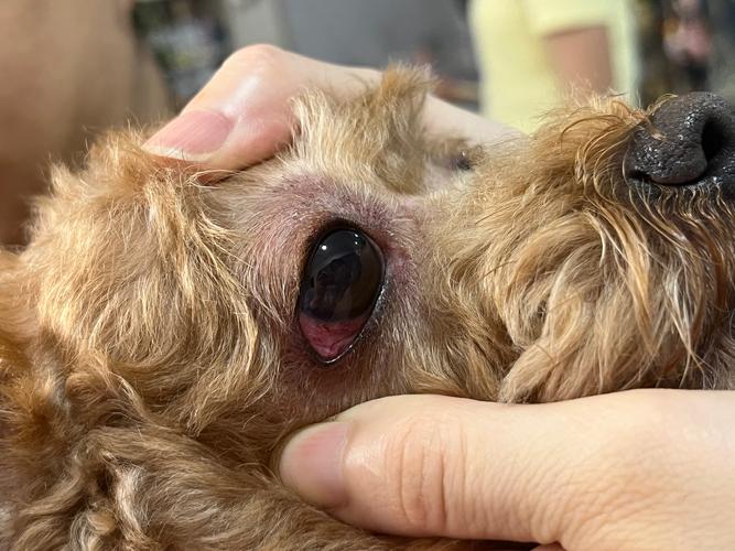 狗狗眼睛发红要警惕四种病