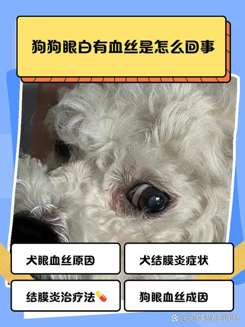 发现狗狗白眼球上部分有红血丝的形状,特明显怎么回事?