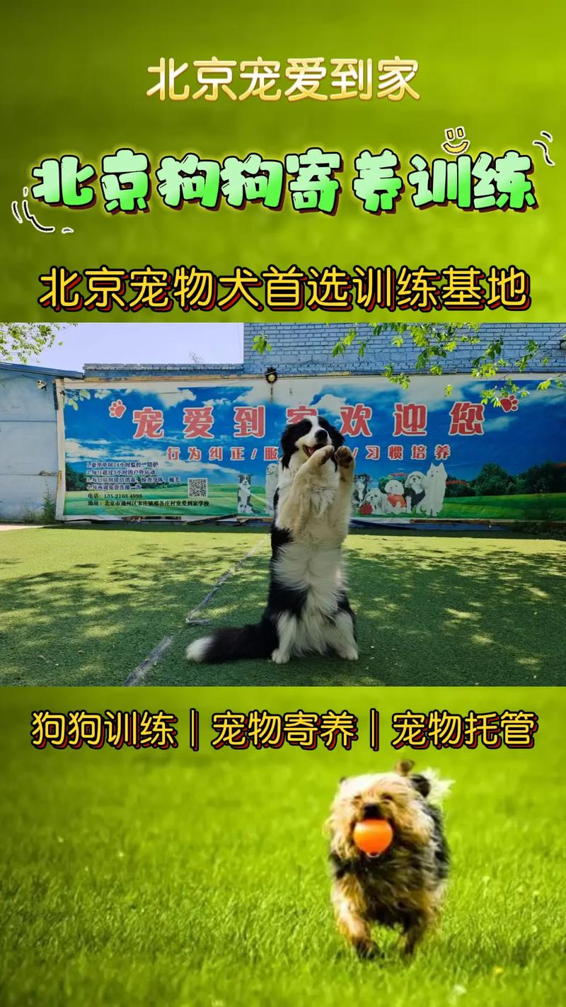 石家庄哪里可以学训犬技术?