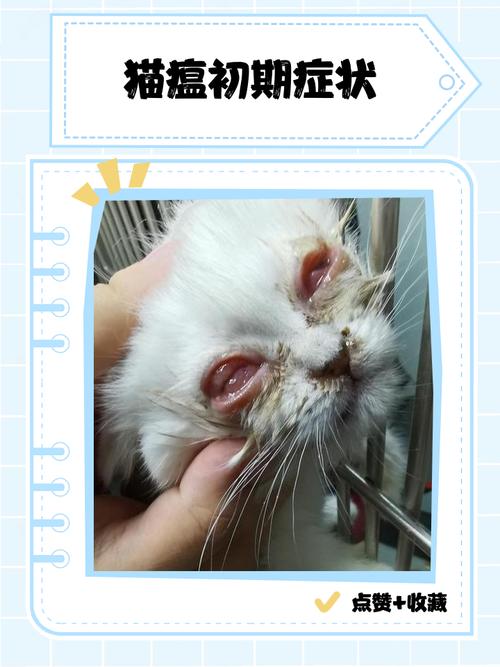 猫瘟前期症状