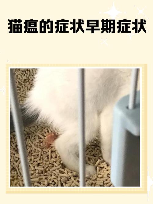 猫咪得了猫瘟初期症状