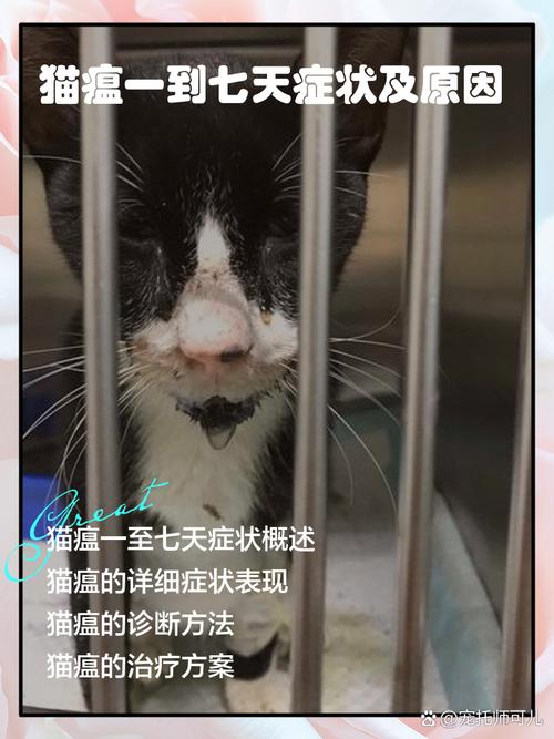 猫瘟的症状是什么样的?