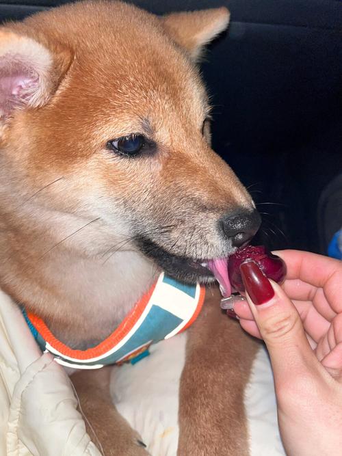 雪纳瑞可以吃车厘子吗