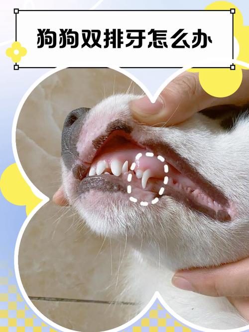 狗狗五个月大,双排牙,骨头一直在啃,不见掉牙怎么回事?