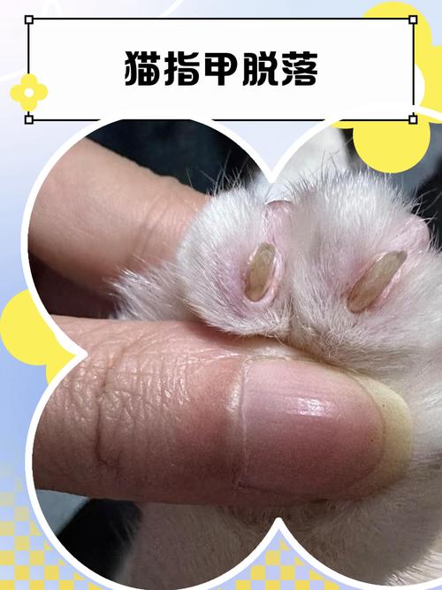 猫的指甲掉了还能长吗。