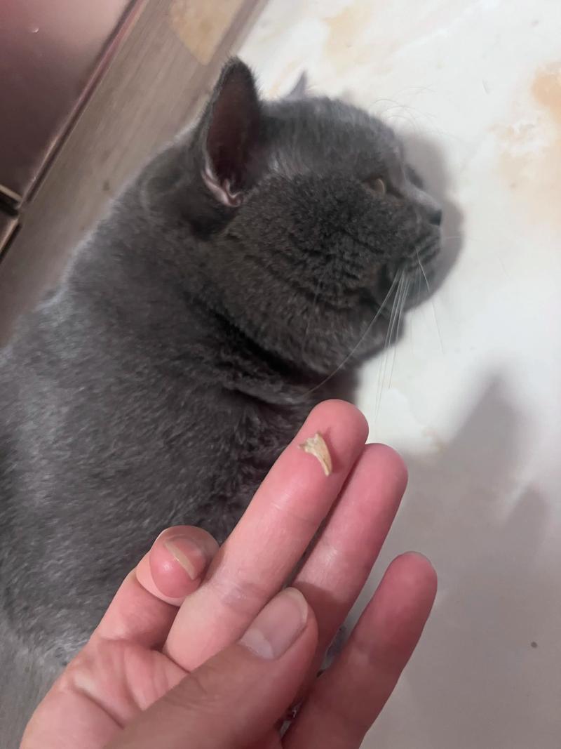 要是猫咪指甲全掉了应该怎么去处理呢