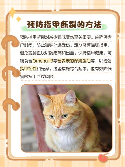 猫指甲整个掉下来了