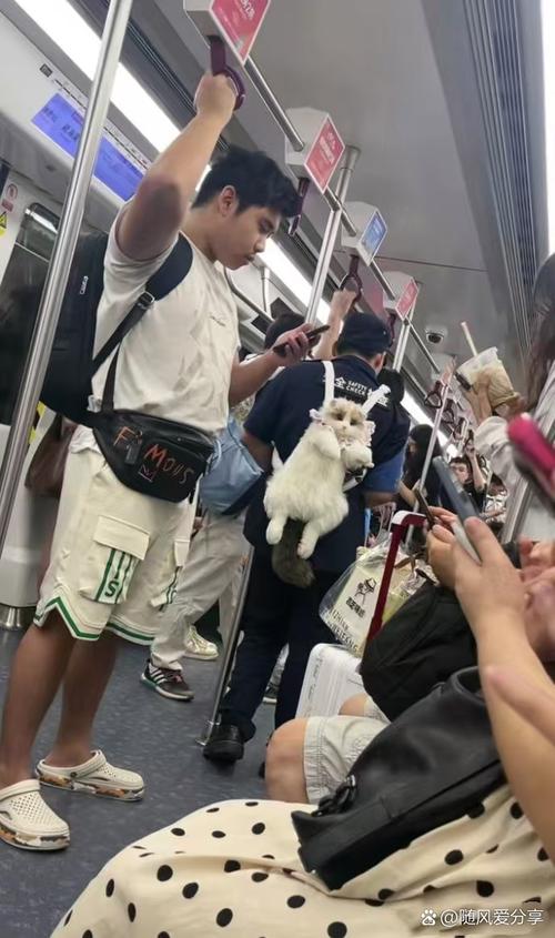 深圳现在坐地铁可以带猫咪吗