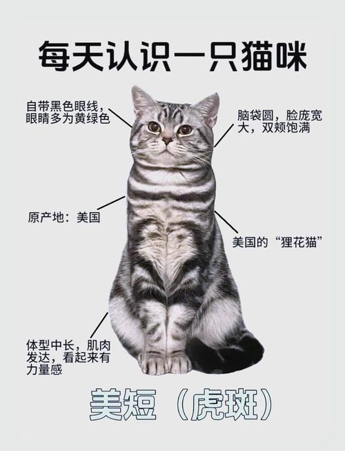 女人养公猫好还是母猫好?