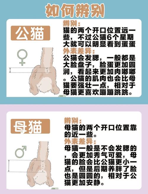 第一次养猫,养公的还是母的好?区别真的很大